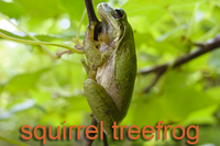 Squirrel treefrog