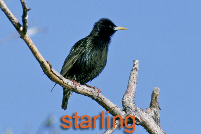 Starling