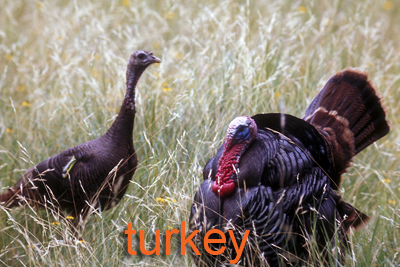 Turkey pair