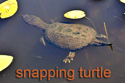 Snapping Turtle