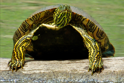 Turtle