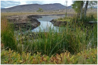 West Texas habitat