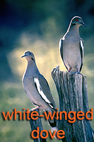 White wing dove