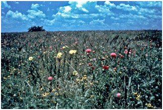 field of wildflowers