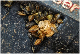 Zebra mussels on boat motor