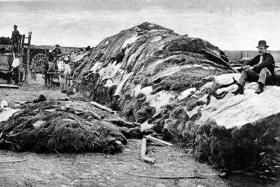 19th century photo of man sitting on pile of bison hides