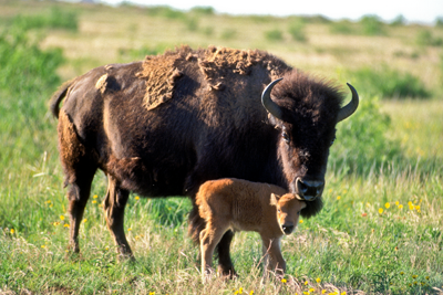 American bison cow with calf