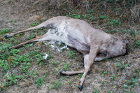 headless dead deer