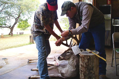 Measuring the spread on a harvested deer