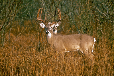 another deer behind white-tailed deer