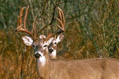 closer look at deer behind the buck