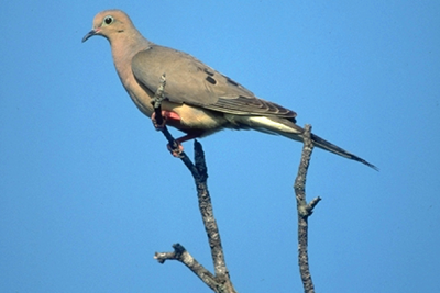 dove perched in a tree