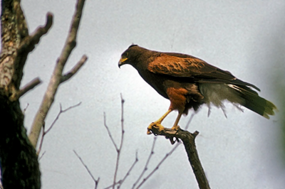 Harris hawk in tree top