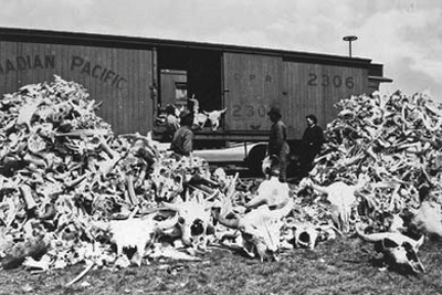 Piles of bleached bison skulls