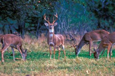White-tailed deer bucks in a clearing
