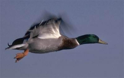 mallard in flight