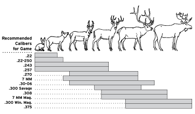 Whitetail Deer Size Chart