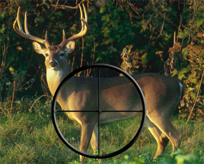 scopeon618.2704deer.png