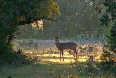 White-tailed deer in woodland clearing