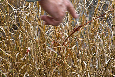 Blood on tall grass blades