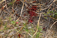 Blood trail in grass