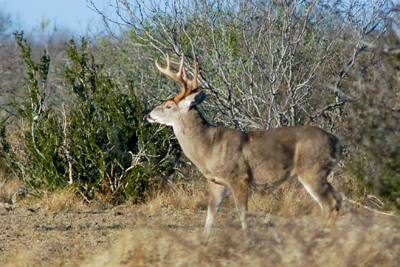 White-tailed deer buck