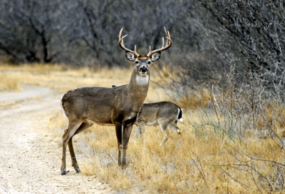 White-tailed deer buck