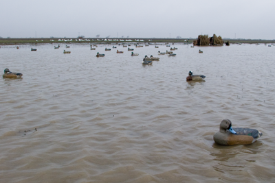 duck decoys floating on the water