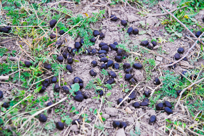 Deer droppings