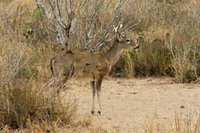 White-tailed deer target