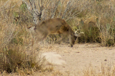 shot deer lurching up