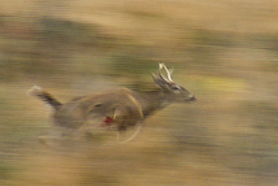 Shot deer running