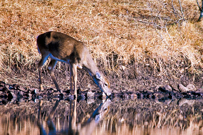 deer drinking at a stock tank