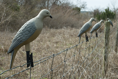 Dove decoys posted on a fence