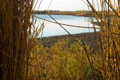 Hunters view from inside tall grass cover