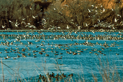 Ducks flocking at water