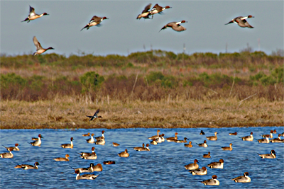 playa lake scene with ducks flying and on the water 