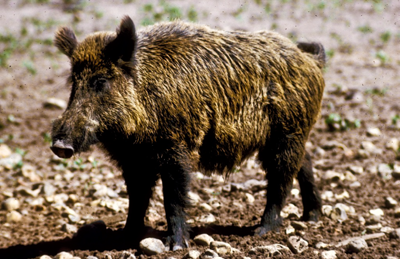 feral hog