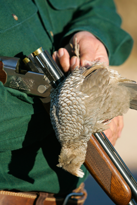 Field care of quail