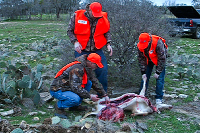 hunters field dressing a deer