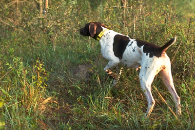 Close-up of bird dog on point