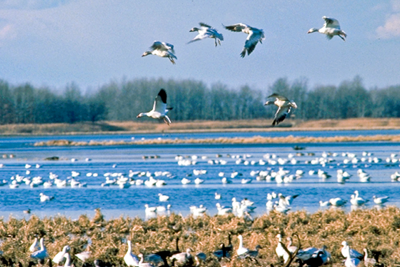 Geese gathering at water