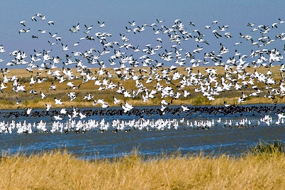 Geese flock over water