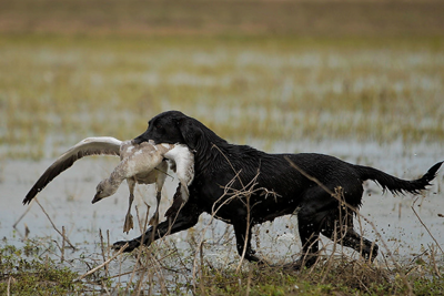 Hunting dog retrieving goose