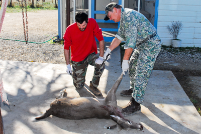 gutting a deer