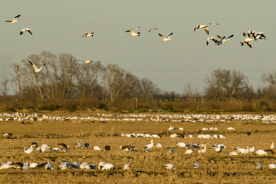 Geese flocking to field