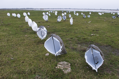 Field of rag decoys