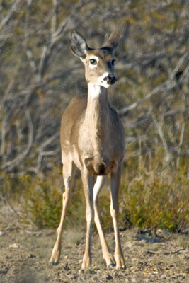 Head on angle of White-tailed doe