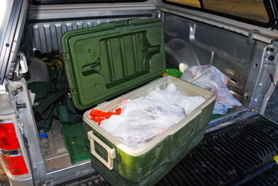 deer carcass packed in ice chest