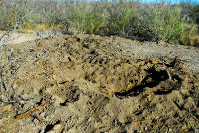 More pig rooting sign